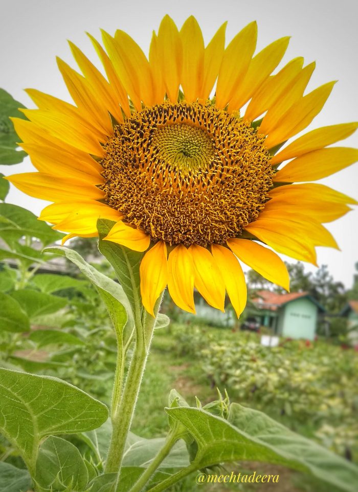 Detail Gambar Bunga Matahari Yang Gampang Nomer 32