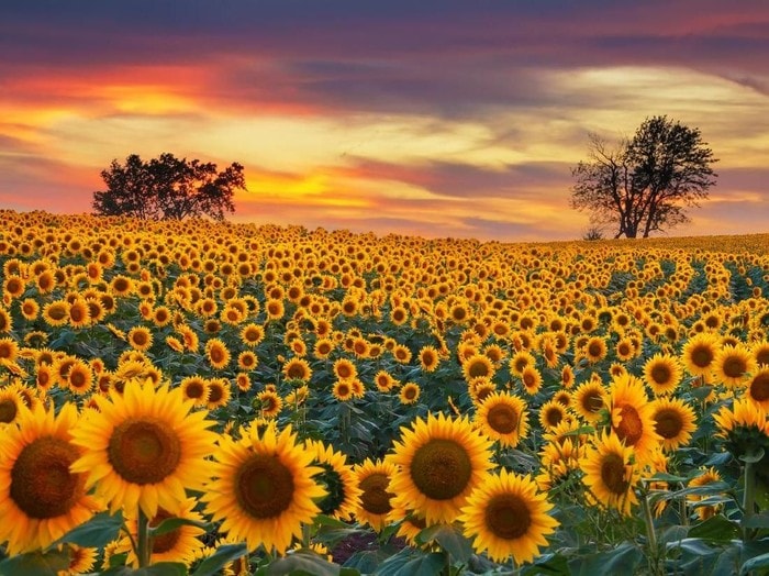 Detail Gambar Bunga Matahari Yang Indah Sekali Nomer 26