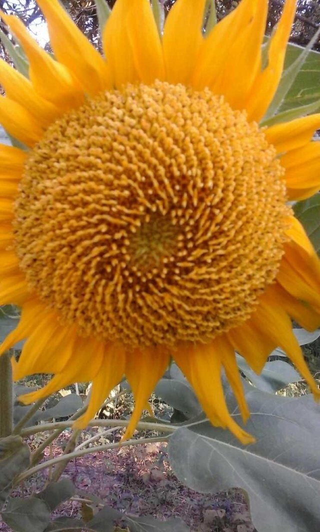 Detail Gambar Bunga Matahari Yang Indah Sekali Nomer 4