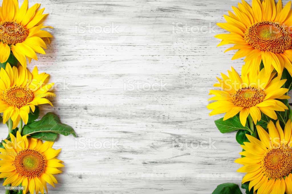 Detail Gambar Bunga Matahari Yang Indah Sekali Nomer 31