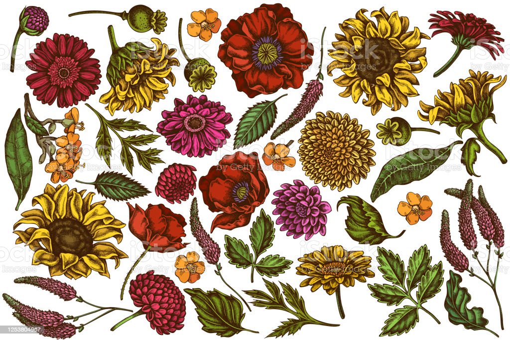 Detail Gambar Bunga Matahari Yang Mudah Digambar Nomer 39
