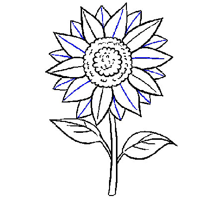 Detail Gambar Bunga Matahari Yang Sudah Diwarnai Nomer 54