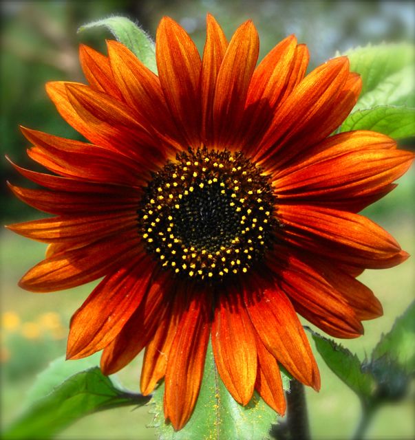 Detail Gambar Bunga Matahari Yang Tinginya 3 Cm Nomer 41