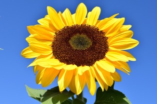 Detail Gambar Bunga Matahari Yg Belum Di Warnai Nomer 44