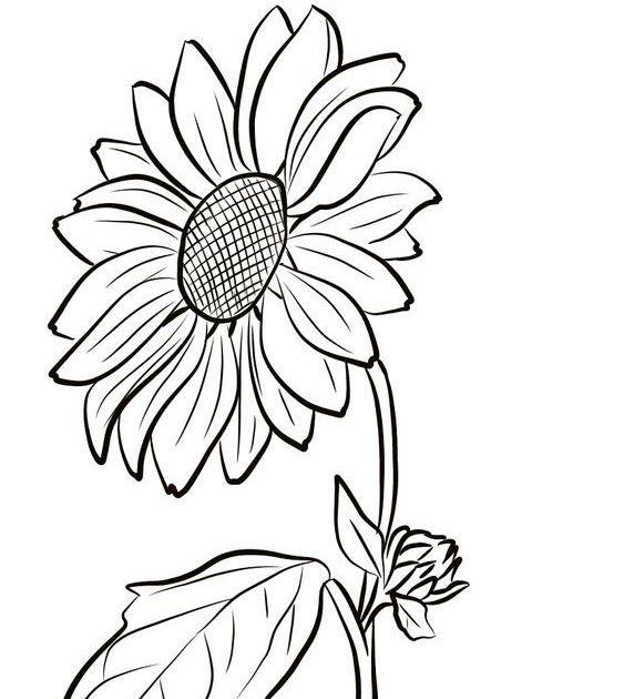 Detail Gambar Bunga Matahari Yg Belum Di Warnai Nomer 6