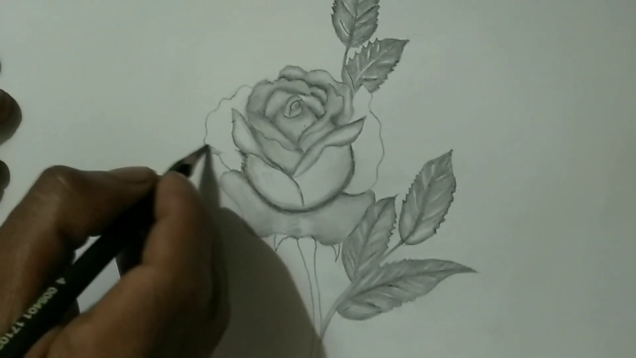 Detail Gambar Bunga Mawar 3d Nomer 6