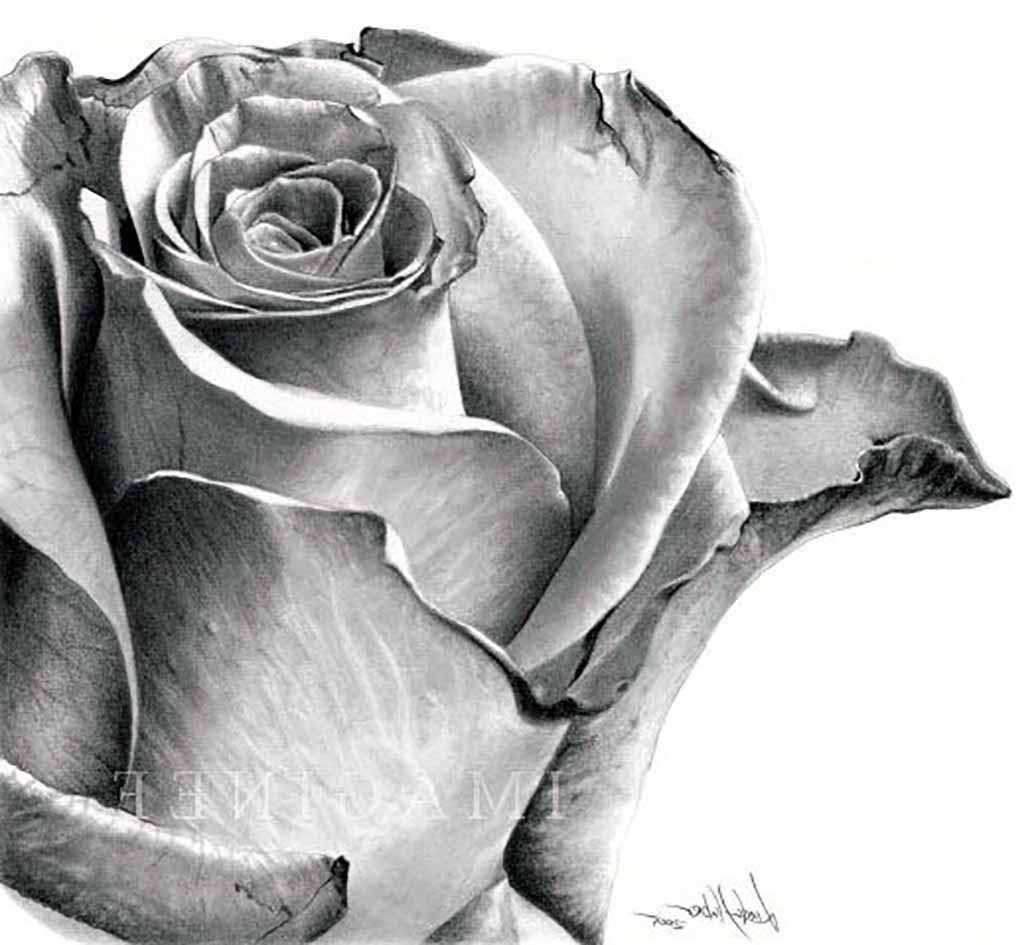 Detail Gambar Bunga Mawar 3d Pensil Nomer 18