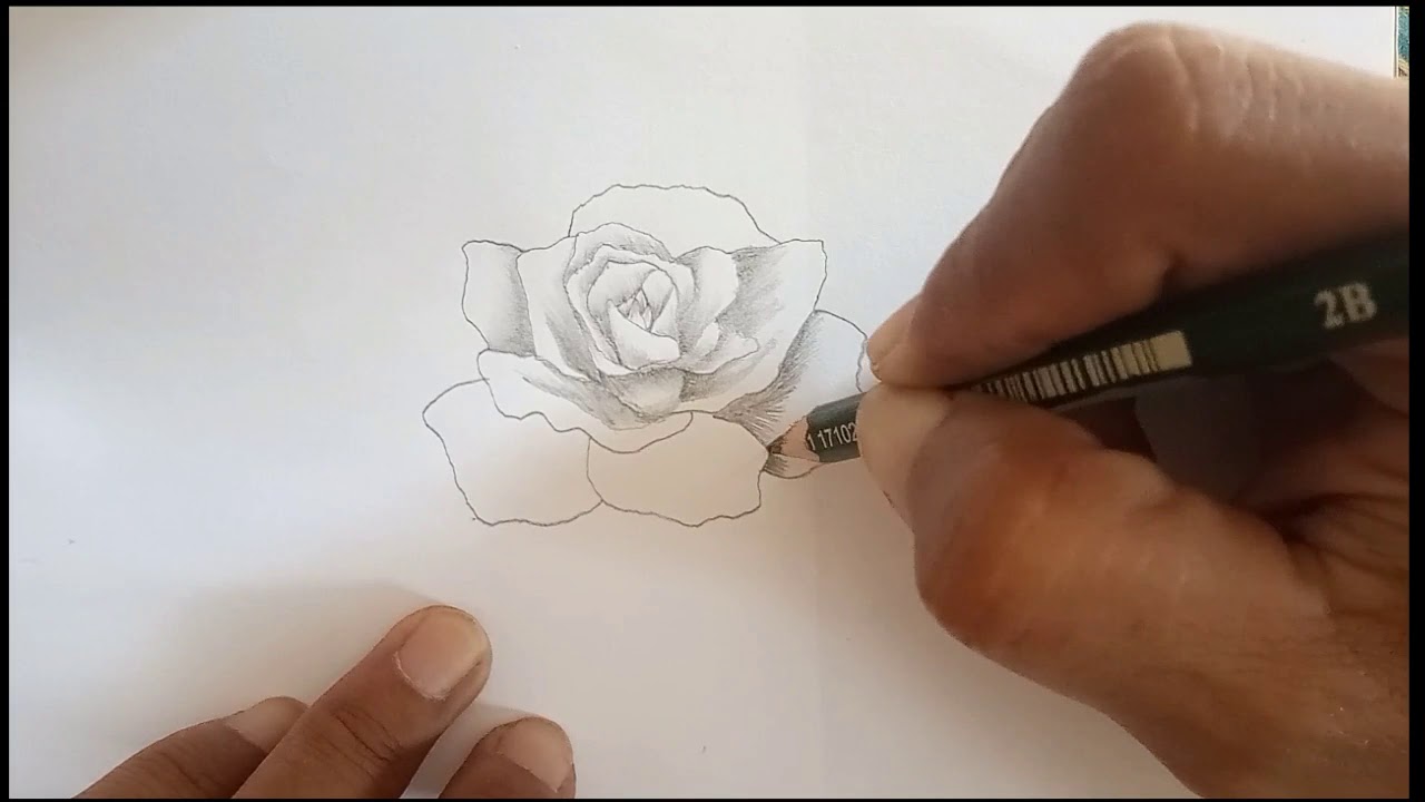 Detail Gambar Bunga Mawar 3d Pensil Nomer 22
