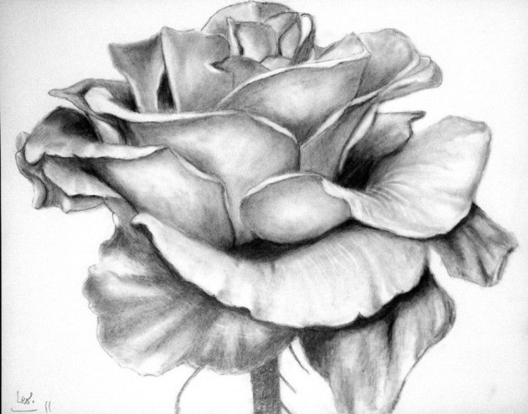 Detail Gambar Bunga Mawar 3d Pensil Nomer 52