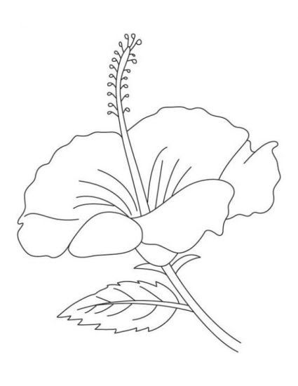 Detail Gambar Bunga Mawar Anak Sd Nomer 54