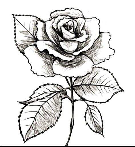 Detail Gambar Bunga Mawar Animasi Hitam Putih Nomer 6