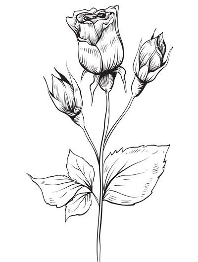 Detail Gambar Bunga Mawar Anime Nomer 6