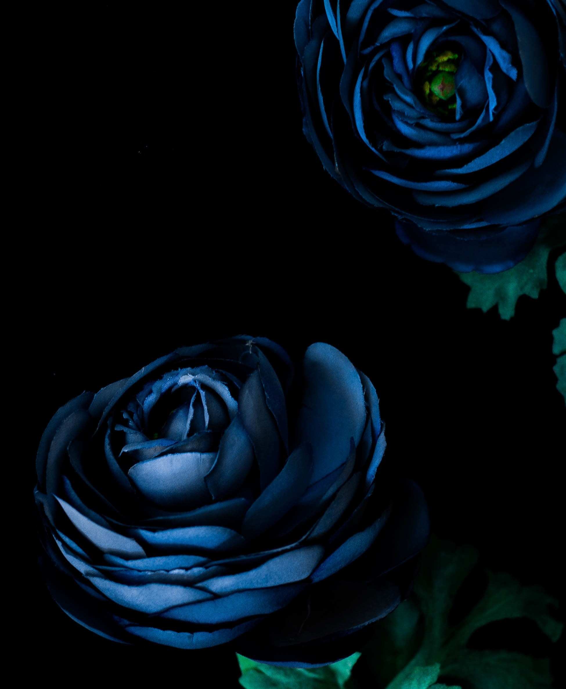 Detail Gambar Bunga Mawar Background Hitam Nomer 34