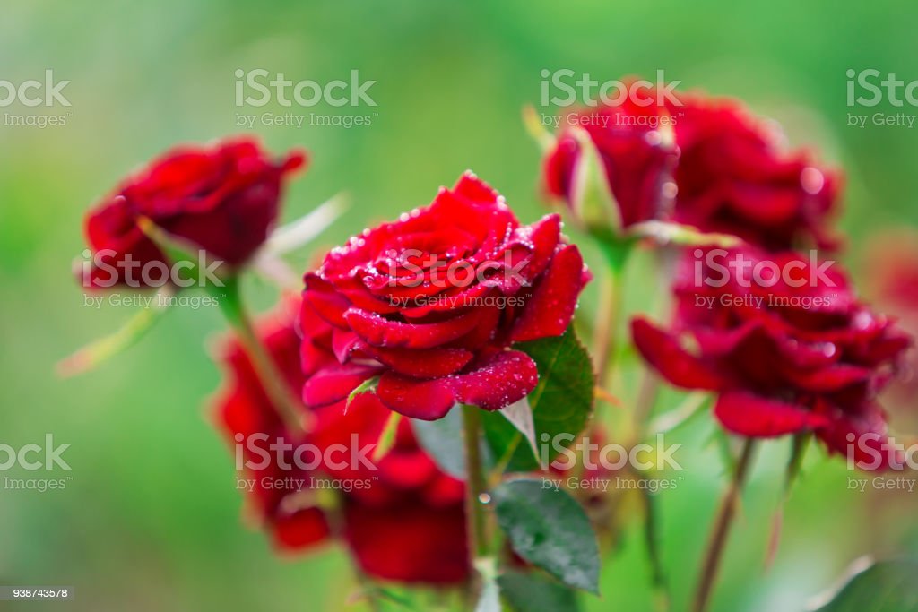 Detail Gambar Bunga Mawar Bagus Nomer 30