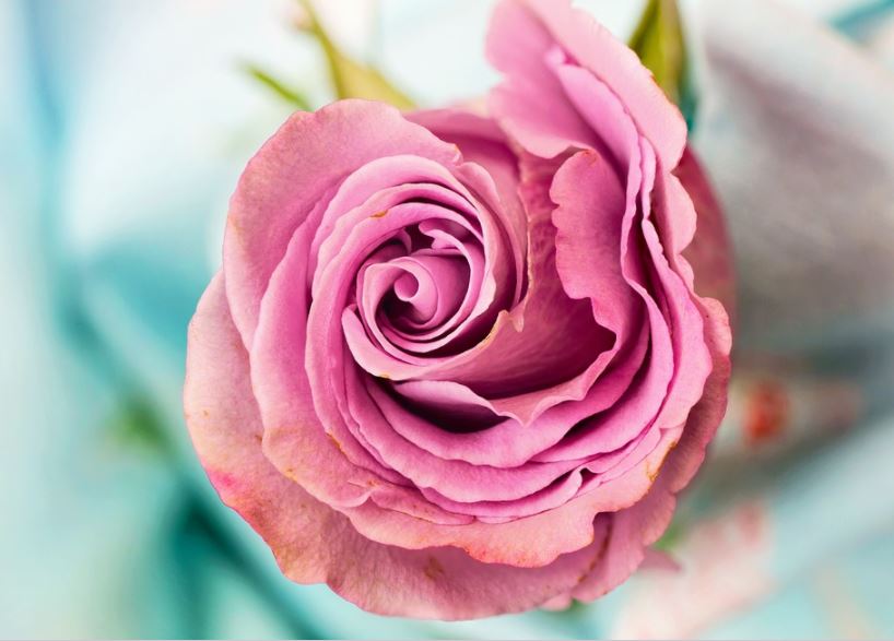 Detail Gambar Bunga Mawar Banyak Sekali Menggunakan Warna Nomer 6
