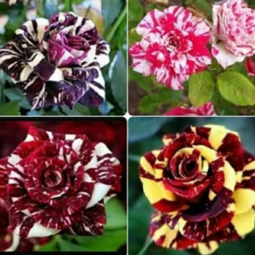 Detail Gambar Bunga Mawar Batik Nomer 12