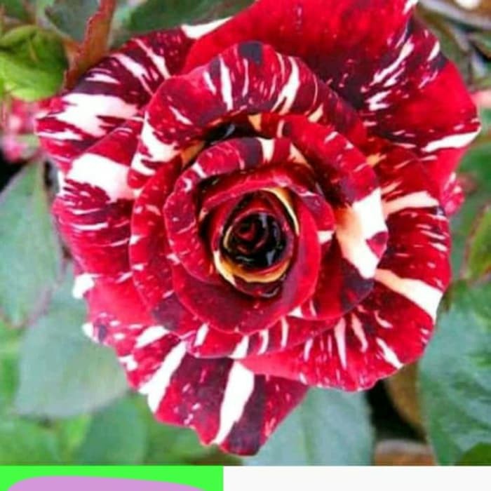 Detail Gambar Bunga Mawar Batik Nomer 27
