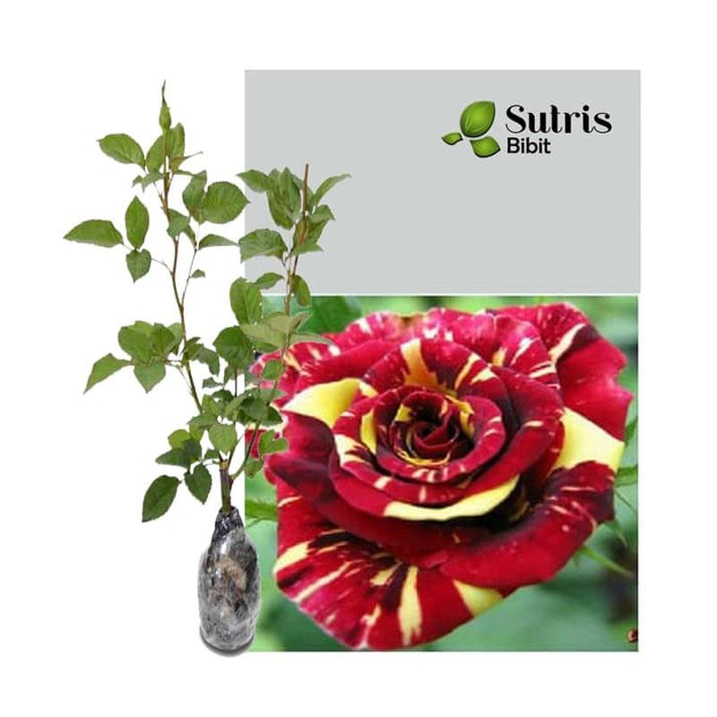 Detail Gambar Bunga Mawar Batik Nomer 36