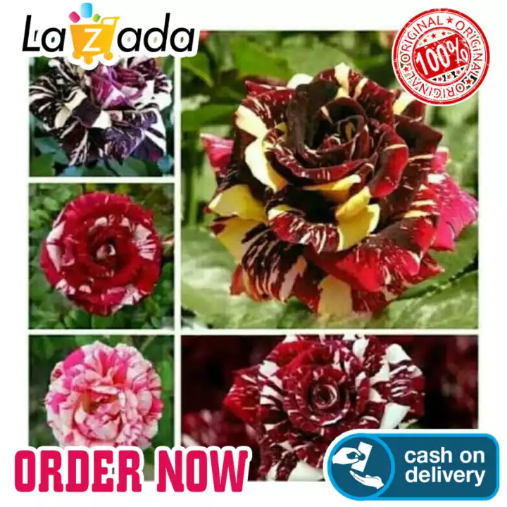 Detail Gambar Bunga Mawar Batik Nomer 50