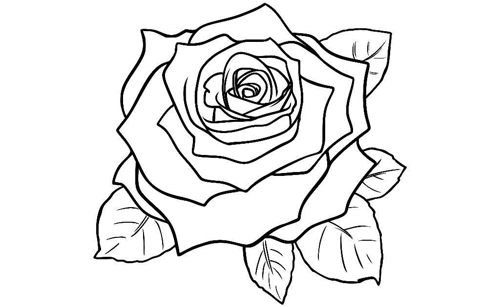 Detail Gambar Bunga Mawar Belum Di Warnai Nomer 13