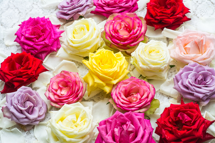 Gambar Bunga Mawar Berbagai Warna - KibrisPDR