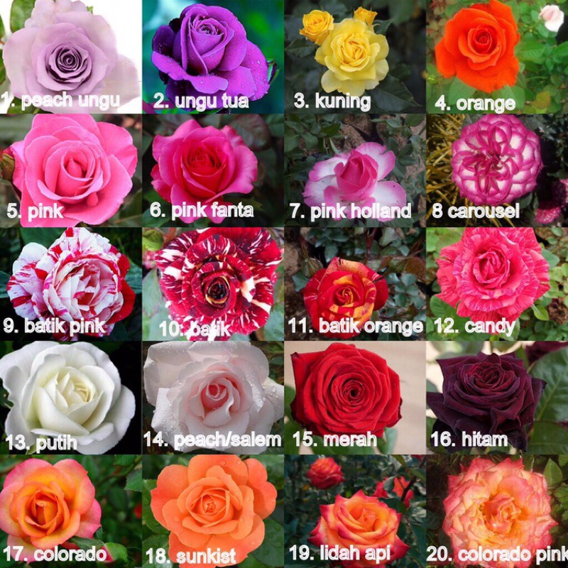 Detail Gambar Bunga Mawar Berbagai Warna Nomer 10