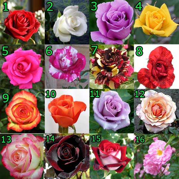 Detail Gambar Bunga Mawar Berbagai Warna Nomer 4