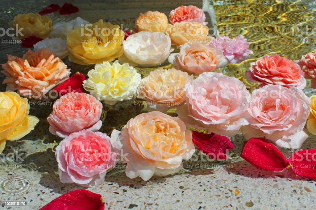 Detail Gambar Bunga Mawar Berwarna Warni Nomer 38