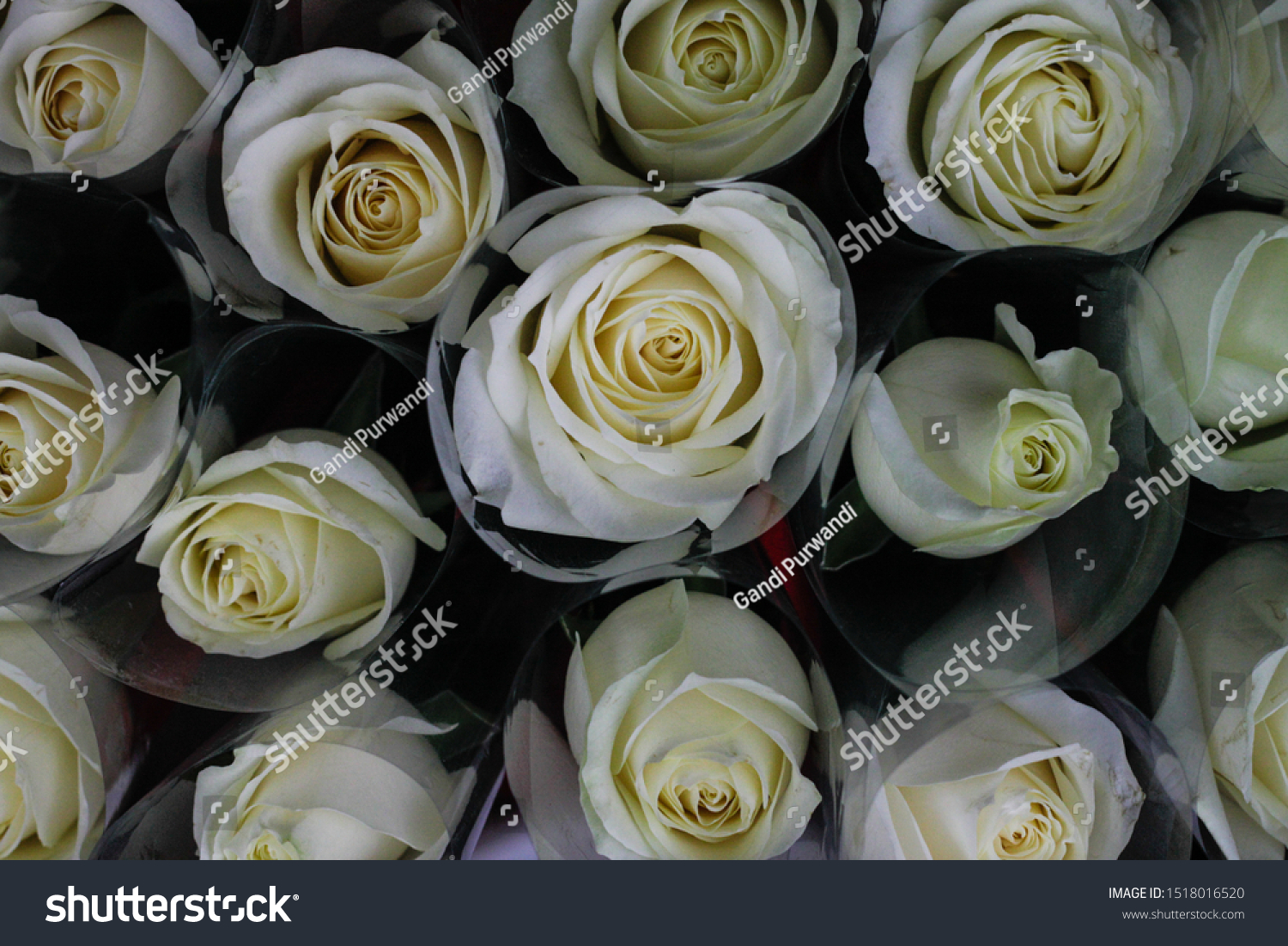 Detail Gambar Bunga Mawar Berwarna Warni Nomer 48