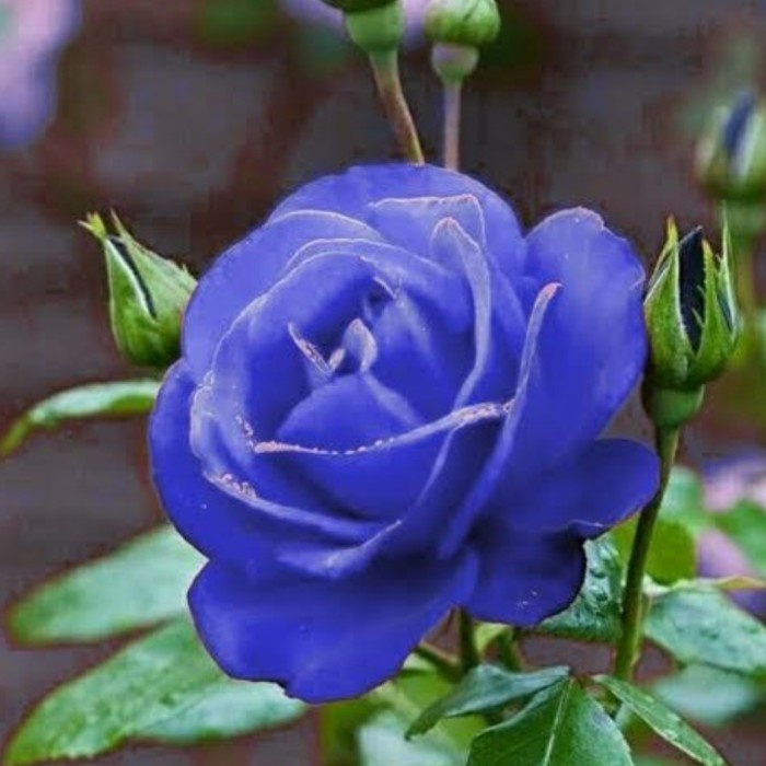 Detail Gambar Bunga Mawar Biru Nomer 15