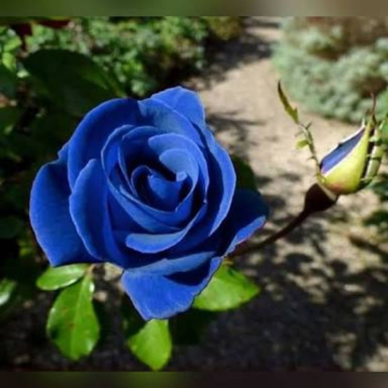 Detail Gambar Bunga Mawar Biru Nomer 29
