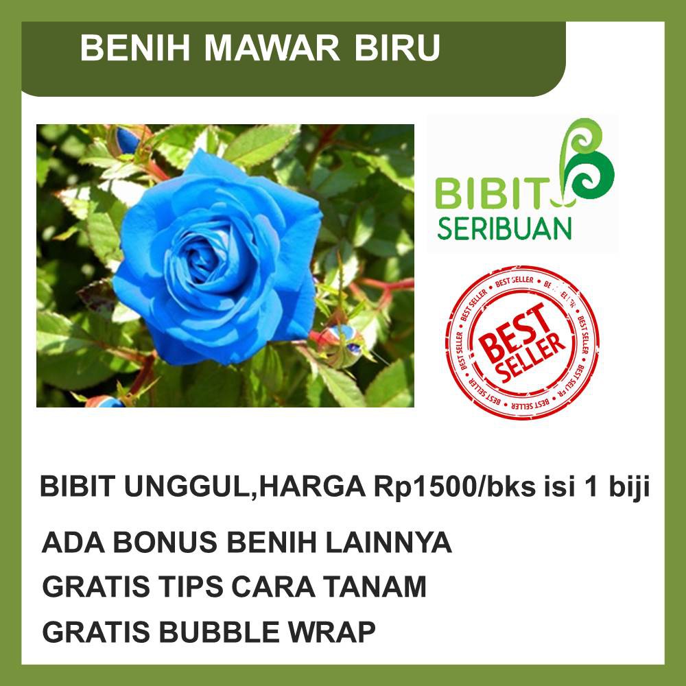 Detail Gambar Bunga Mawar Biru Nomer 51