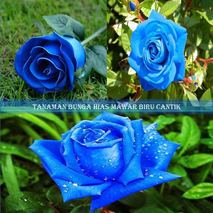 Detail Gambar Bunga Mawar Biru Yang Cantik Nomer 25