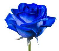 Detail Gambar Bunga Mawar Biru Yang Cantik Nomer 38