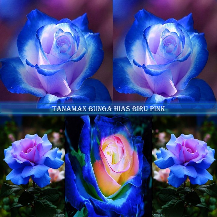 Detail Gambar Bunga Mawar Biru Yang Cantik Nomer 48