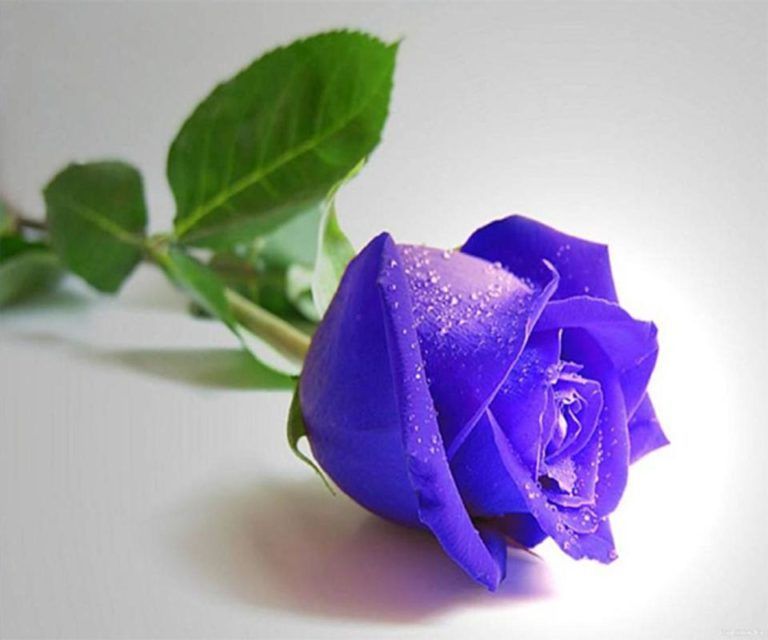 Detail Gambar Bunga Mawar Biru Yang Cantik Nomer 49