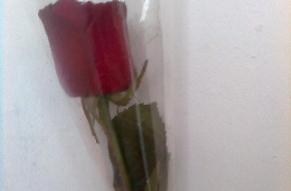 Detail Gambar Bunga Mawar Buat Kekasih Nomer 29