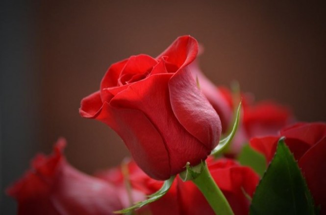 Detail Gambar Bunga Mawar Cantik Di Dunia Nomer 2