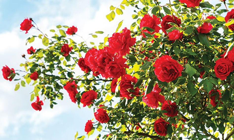 Detail Gambar Bunga Mawar Cantik Di Dunia Nomer 26