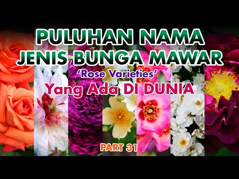 Detail Gambar Bunga Mawar Cantik Di Dunia Nomer 34