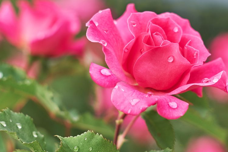 Detail Gambar Bunga Mawar Cantik Di Dunia Nomer 41