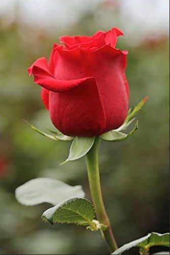 Gambar Bunga Mawar Cantik Merah - KibrisPDR