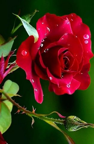 Detail Gambar Bunga Mawar Cantik Merah Nomer 2