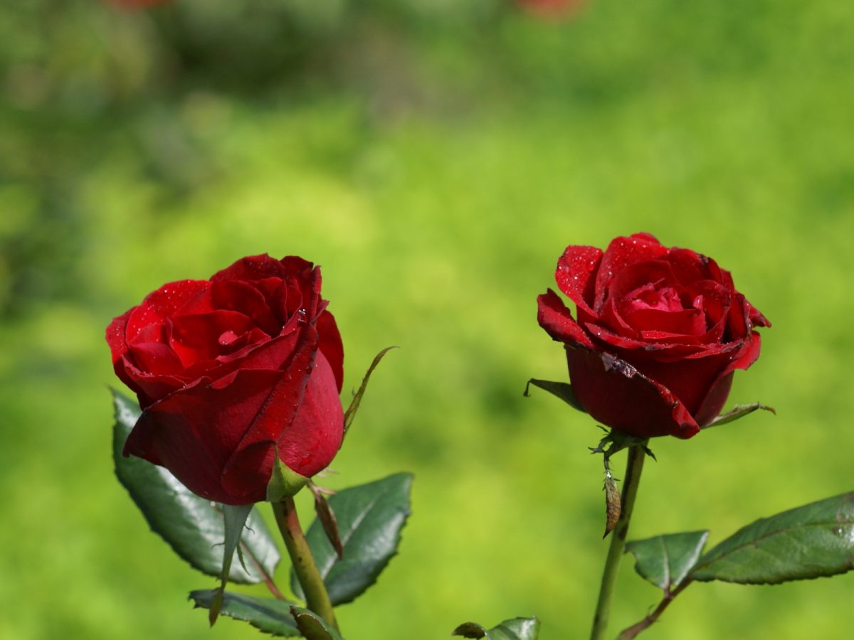 Detail Gambar Bunga Mawar Cantik Merah Nomer 10