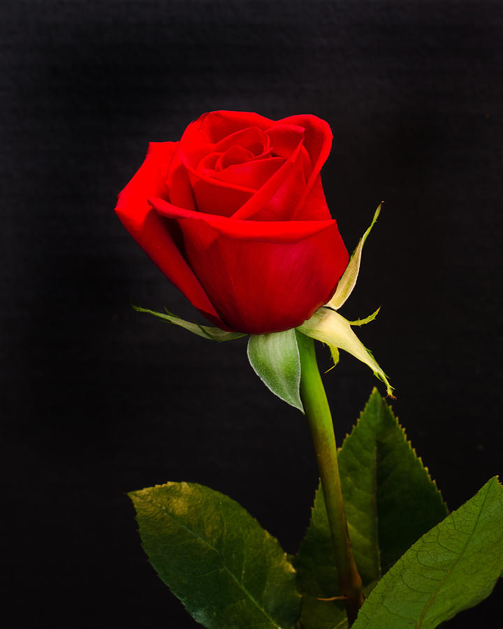 Detail Gambar Bunga Mawar Cantik Merah Nomer 11