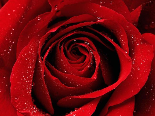 Detail Gambar Bunga Mawar Cantik Merah Nomer 17