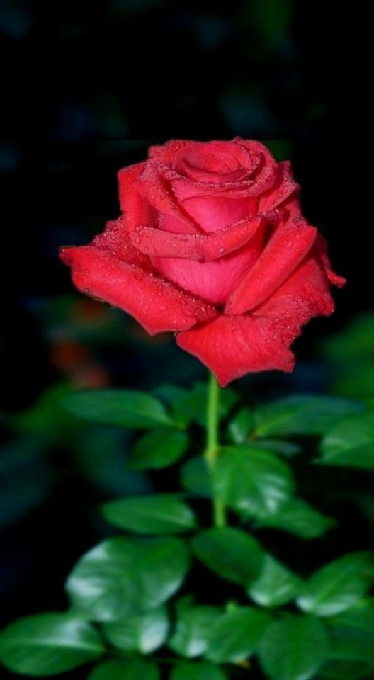 Detail Gambar Bunga Mawar Cantik Merah Nomer 3