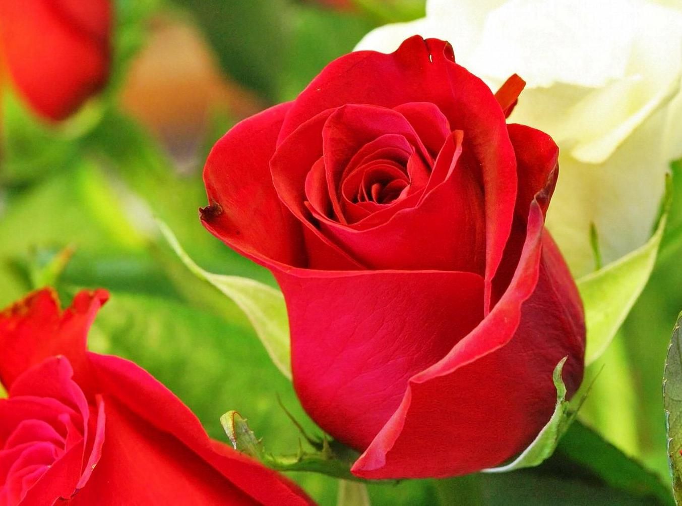 Detail Gambar Bunga Mawar Cantik Merah Nomer 25