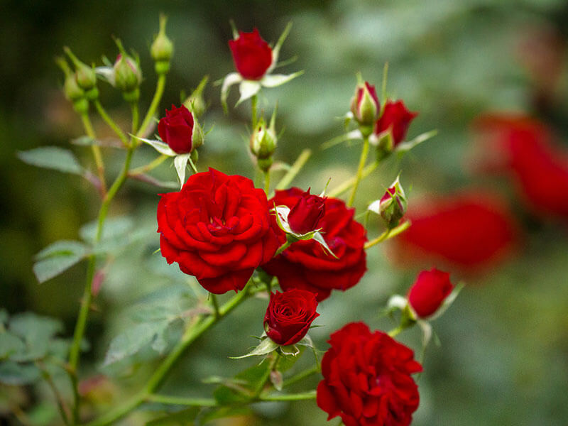 Detail Gambar Bunga Mawar Cantik Merah Nomer 28