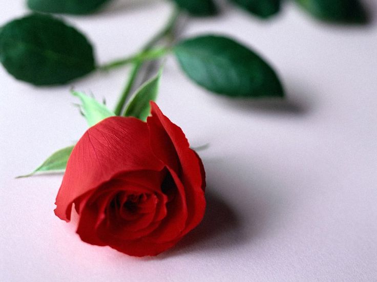 Detail Gambar Bunga Mawar Cantik Merah Nomer 35